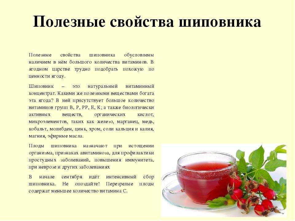 Сушеный шиповник полезные свойства. полезные свойства и противопоказания | здоровье человека