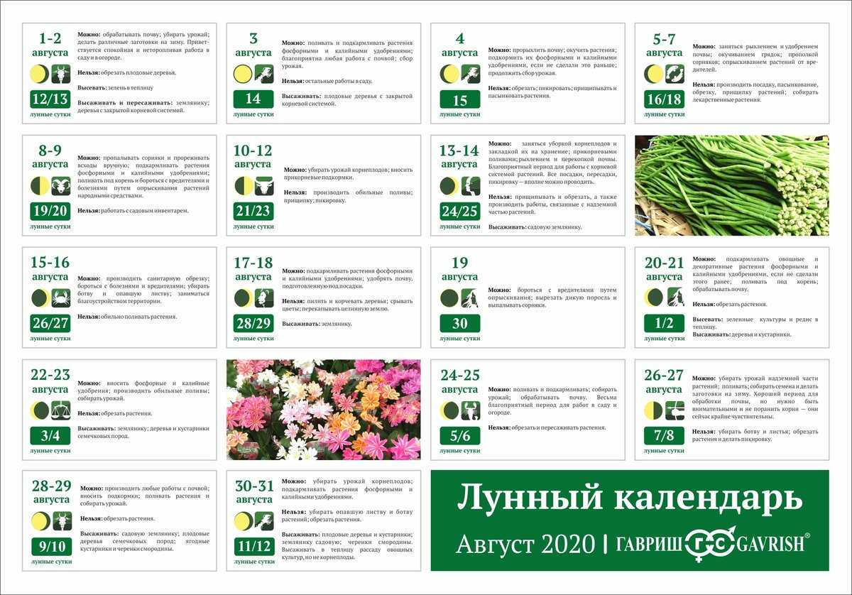 Когда убирать лук с грядки на хранение в 2024: в подмосковье, сибири, средней полосе, уборка в июле и августе - в каких числах - иди в сад