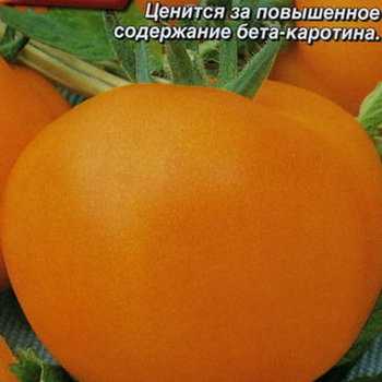 Помидоры хурма — самые полезные и вкусные желтые томаты
