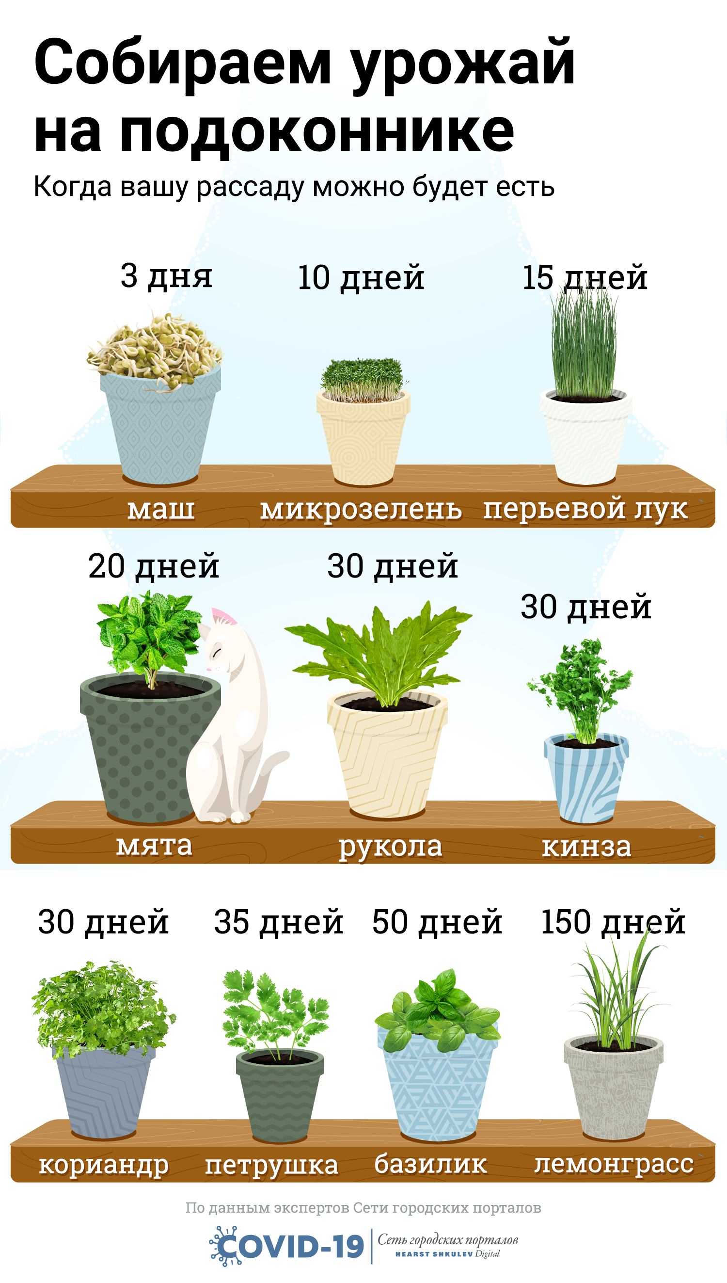 Домашние лекарственные растения и их свойства. что лечат комнатными растениями