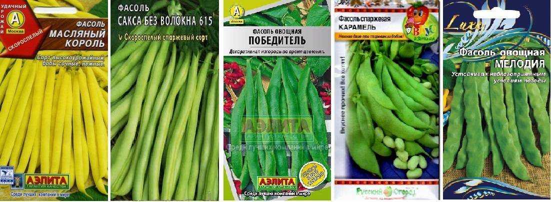 Сорта фасоли спаржевой стручковой: лучшие урожайные семена для открытого грунта, желтые, без волокон, среди них голубое озеро, масляный король - вьющиеся гирлянды