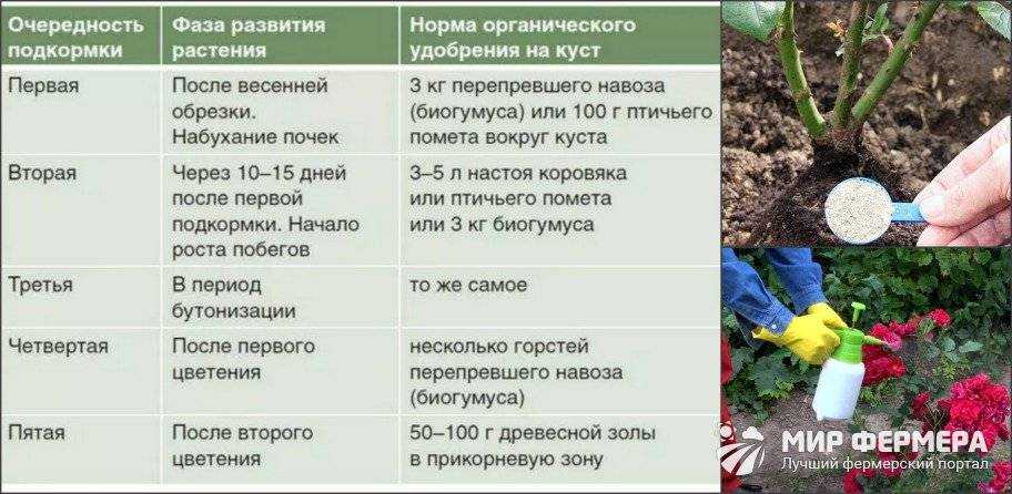 Вербаскум (коровяк, цельзия) : посадка, уход, использование в саду