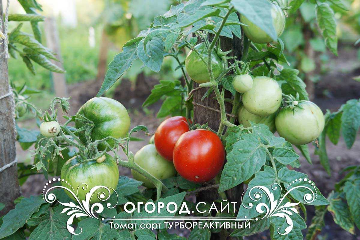 Томат турбореактивный: характеристика и описание сорта быстрого созревания с фото