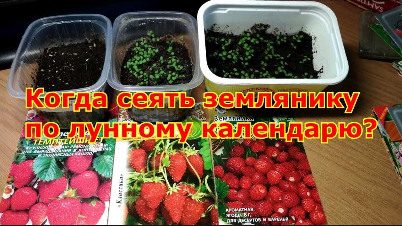 Полив косточковых деревьев. как правильно и эффективно поливать фруктовые деревья весной. полив семечковых пород в стадии плодоношения