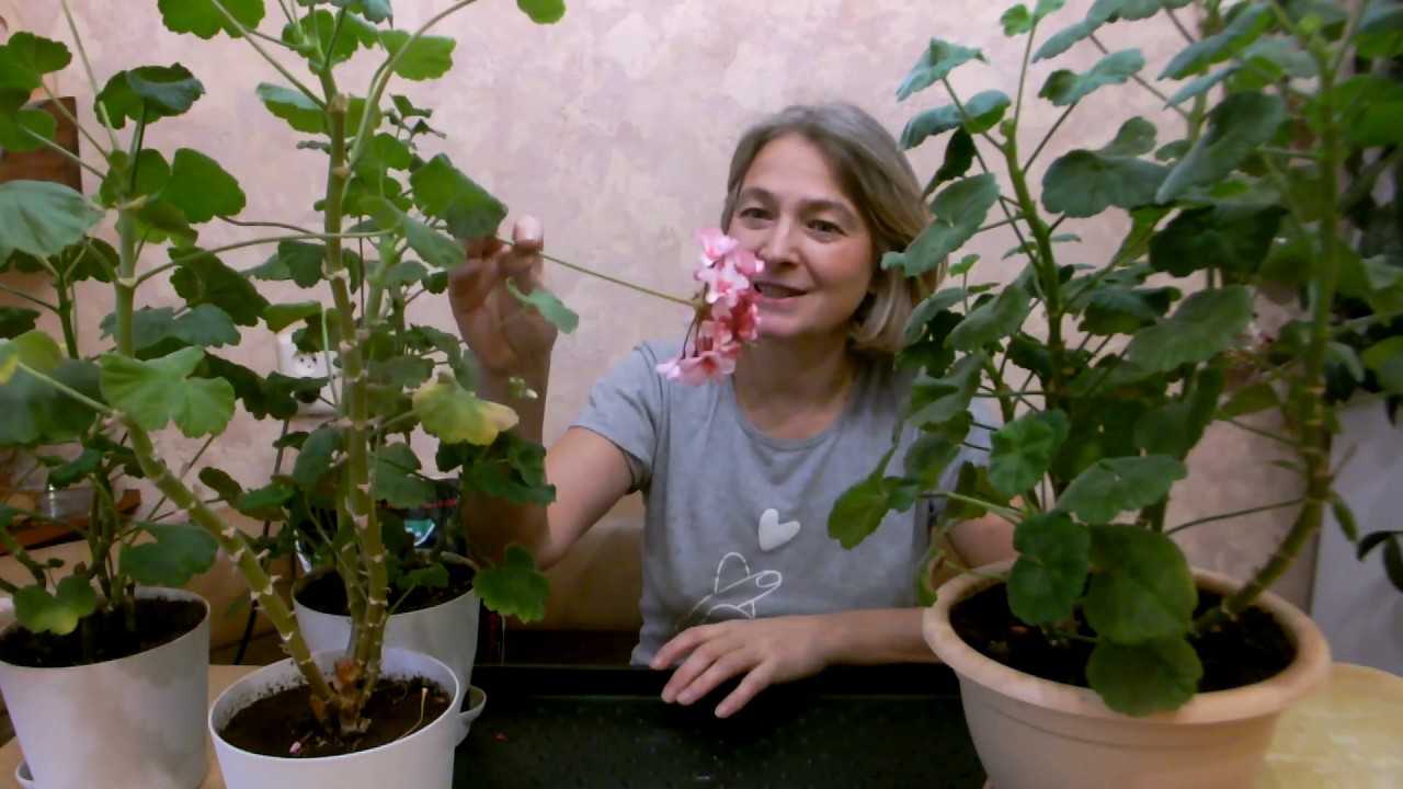 Как сохранить герань до следующего года