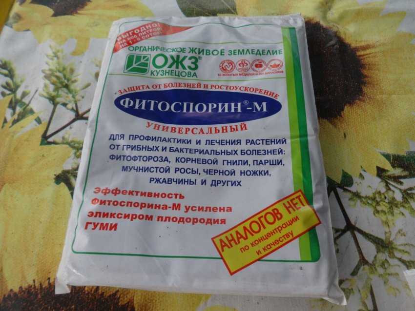Мучнистая роса на крыжовнике и меры борьбы с ней