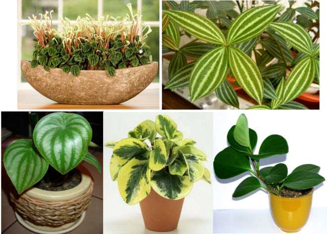 Пеперомия (peperomia): уход, фото, виды
