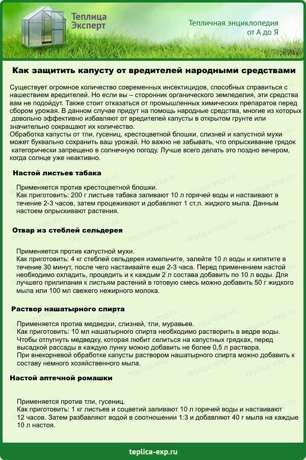 Чем обработать капусту от вредителей народными средствами
