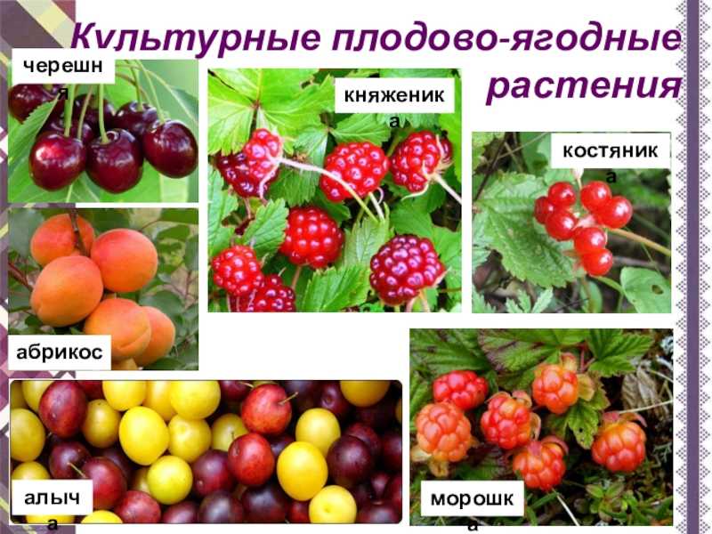 Плодовые культуры - семечковые
