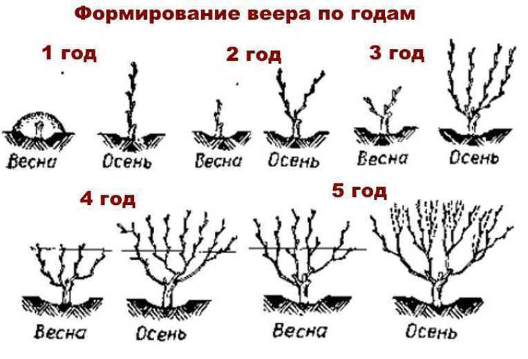 Как пасынковать виноград летом от ненужных побегов, виды побегов