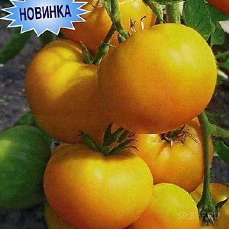 Штамбовые томаты: что это такое, описание и характеристика сортов (для открытого грунта и теплиц) | топ-30 лучших (фото & видео) +отзывы