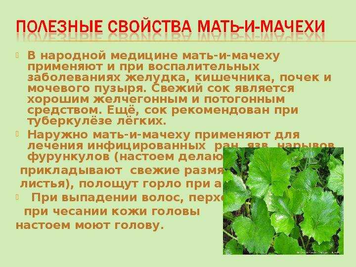 Трава мать-и-мачеха: полезные свойства, противопоказания, инструкция по применению детям