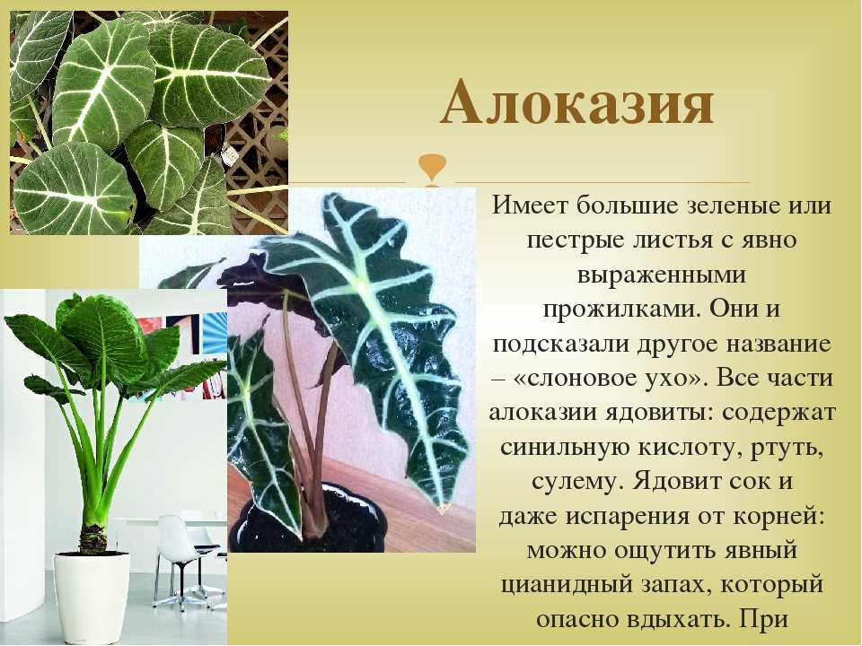 Виды алоказии: амазонская, крупнокорневая, пахучая, калидора, клобучковая, медная, черный бархат, фото-, видеогалерея