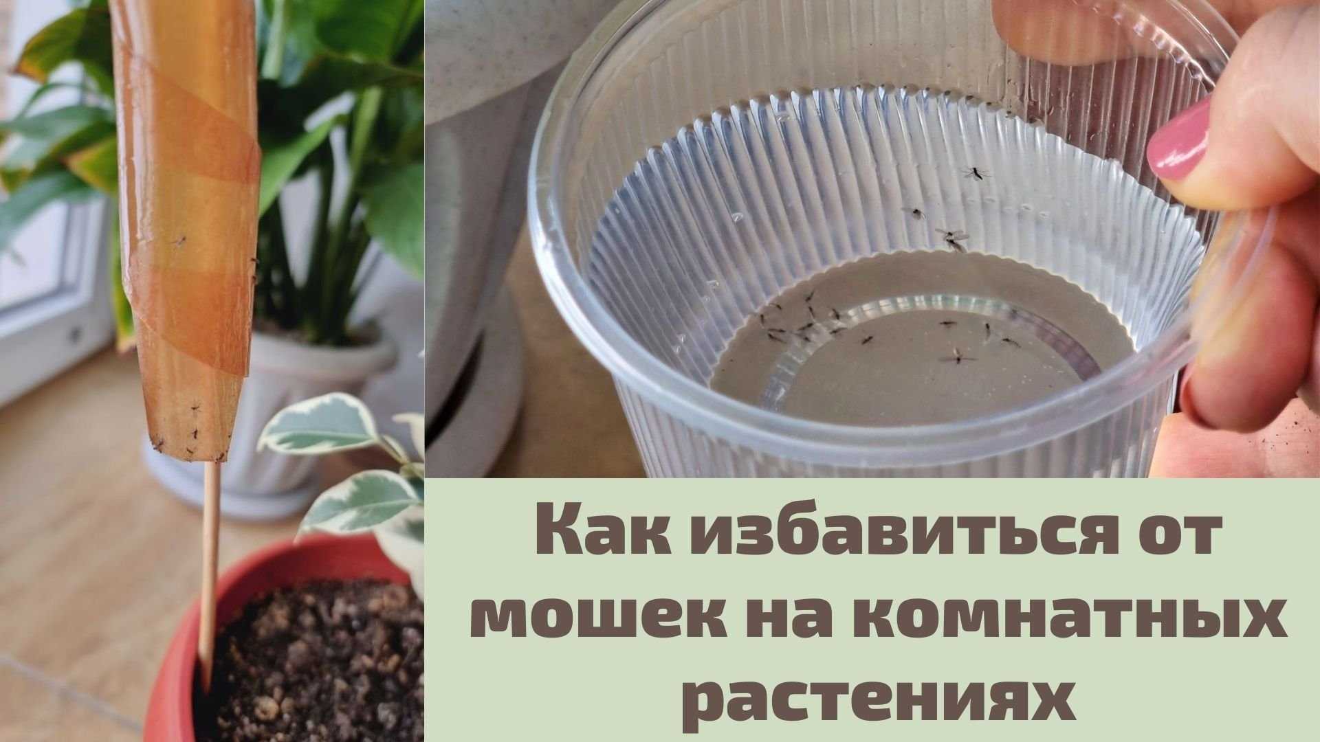 Как избавиться от цветочных мошек