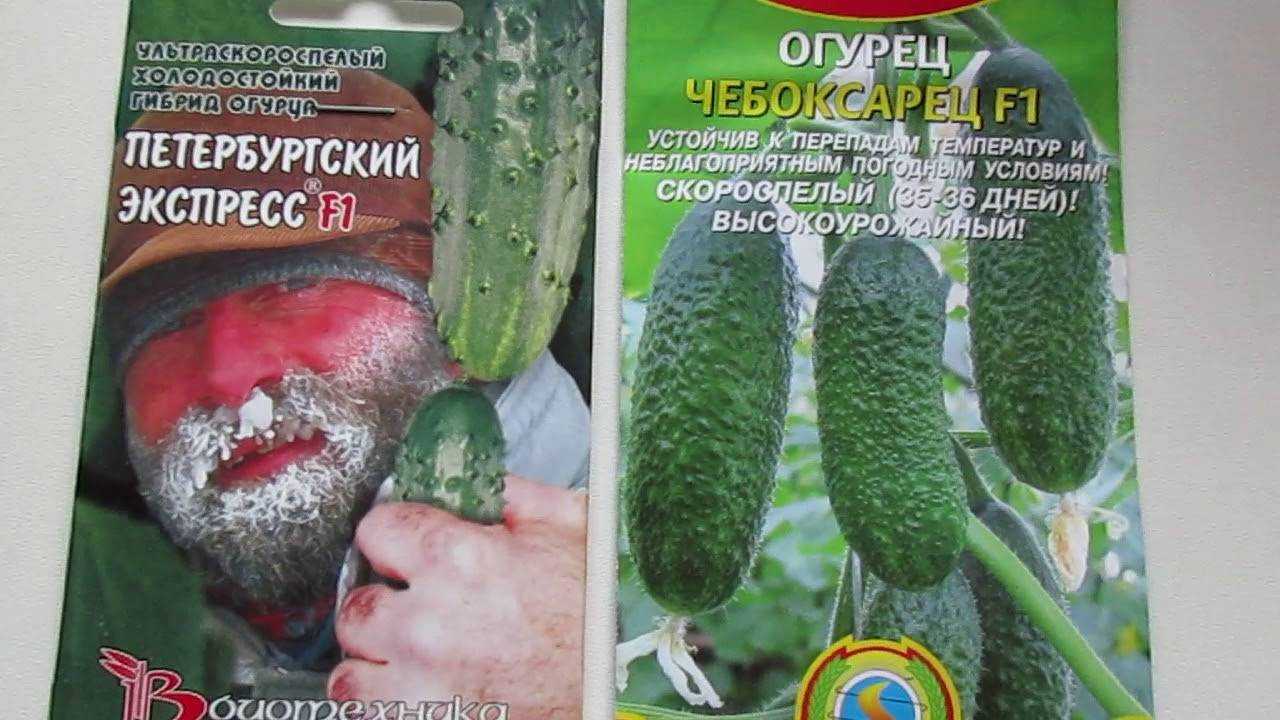 Огурец петербургский экспресс f1: отзывы, описание сорта и фотографии, преимущества и недостатки