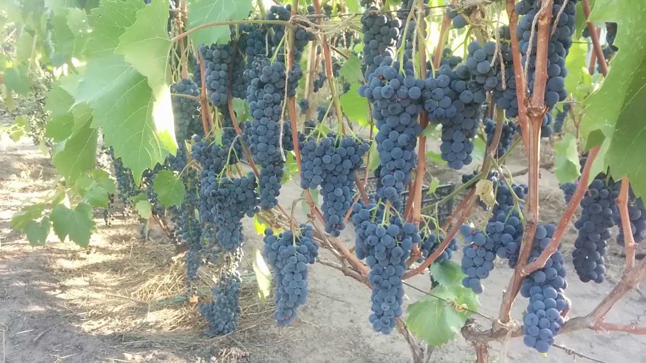 Виноград мукузани: отличный винный и декоративный сорт. фото — ботаничка