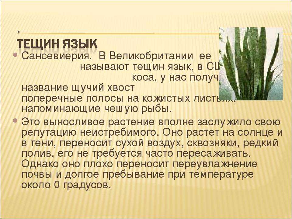 Сансевиерия: уход в домашних условиях, виды