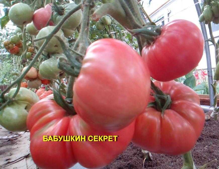 Томат "бабушкин секрет": характеристика и описание сорта, фото, отзывы
