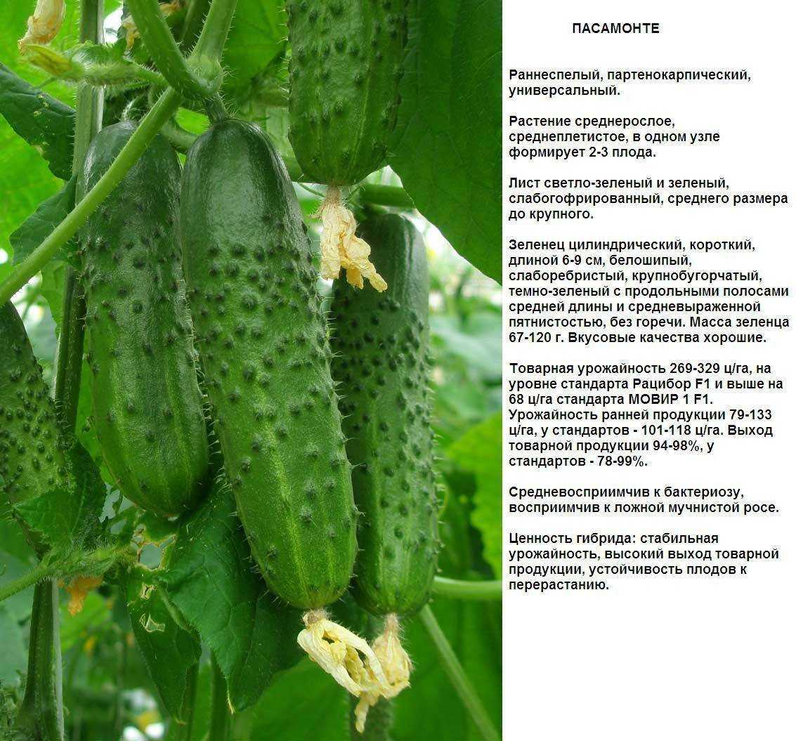 Самые лучшие сорта огурцов для теплицы: для сибири, урала, подмосковья