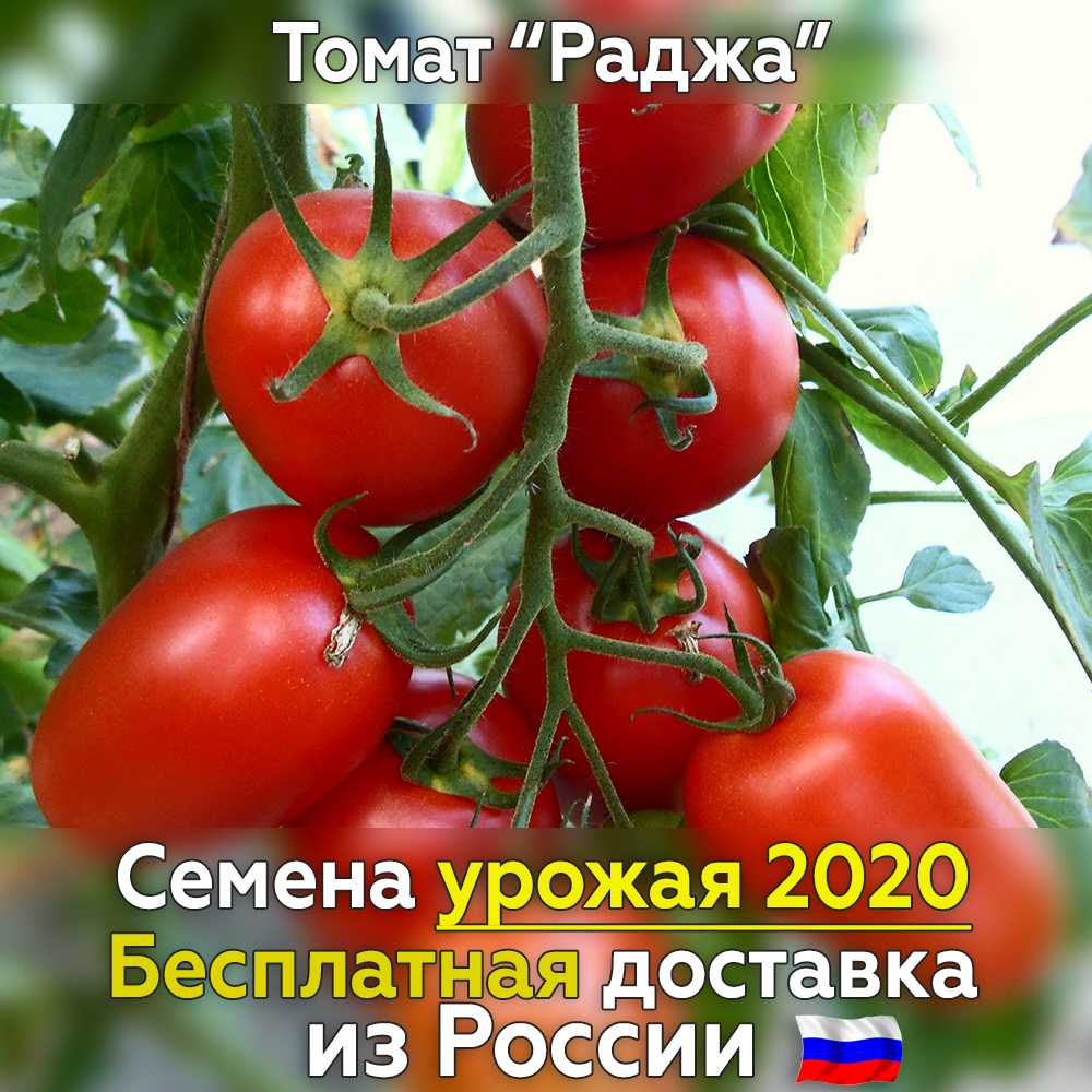 Характеристика и описание томата “раджа”