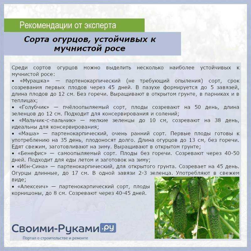 Борьба с мучнистой росой на растениях | цветок в доме
