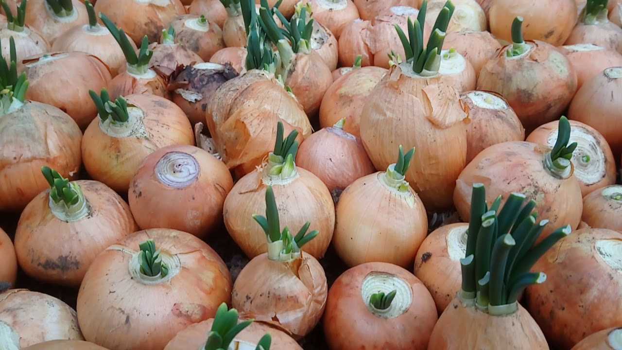 Лук халцедон: характеристика и описание сорта с фото