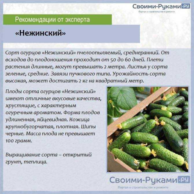 Огурцы эстафета: характеристики и описание сорта, плюсы и минусы. сорт огурцов эстафета: отзывы, фото, урожайность, посадка и уход