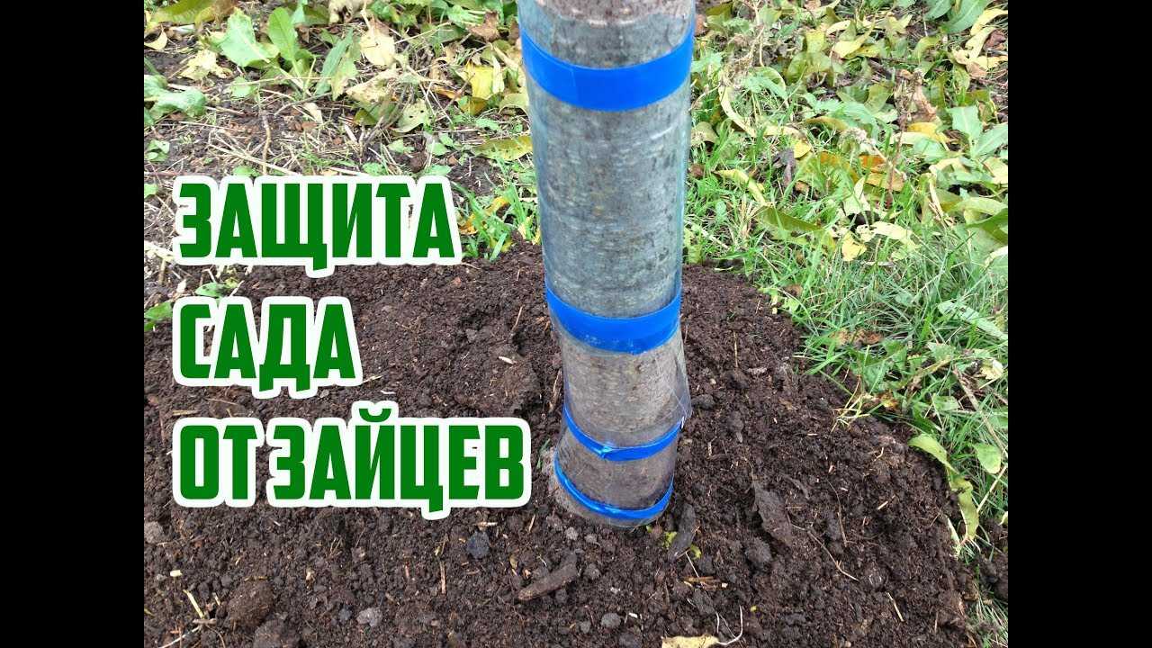 Как защитить деревья и саженцы от зайцев зимой