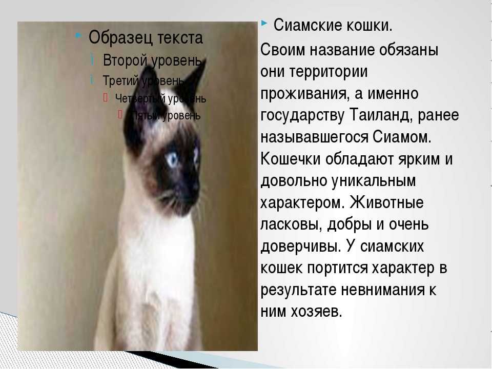 Сиамская кошка окрас глаз