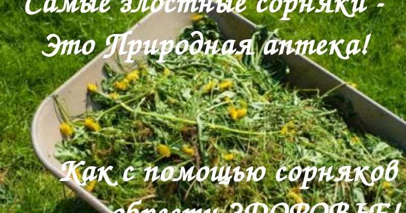 Нимфеи в маленьком садовом пруду