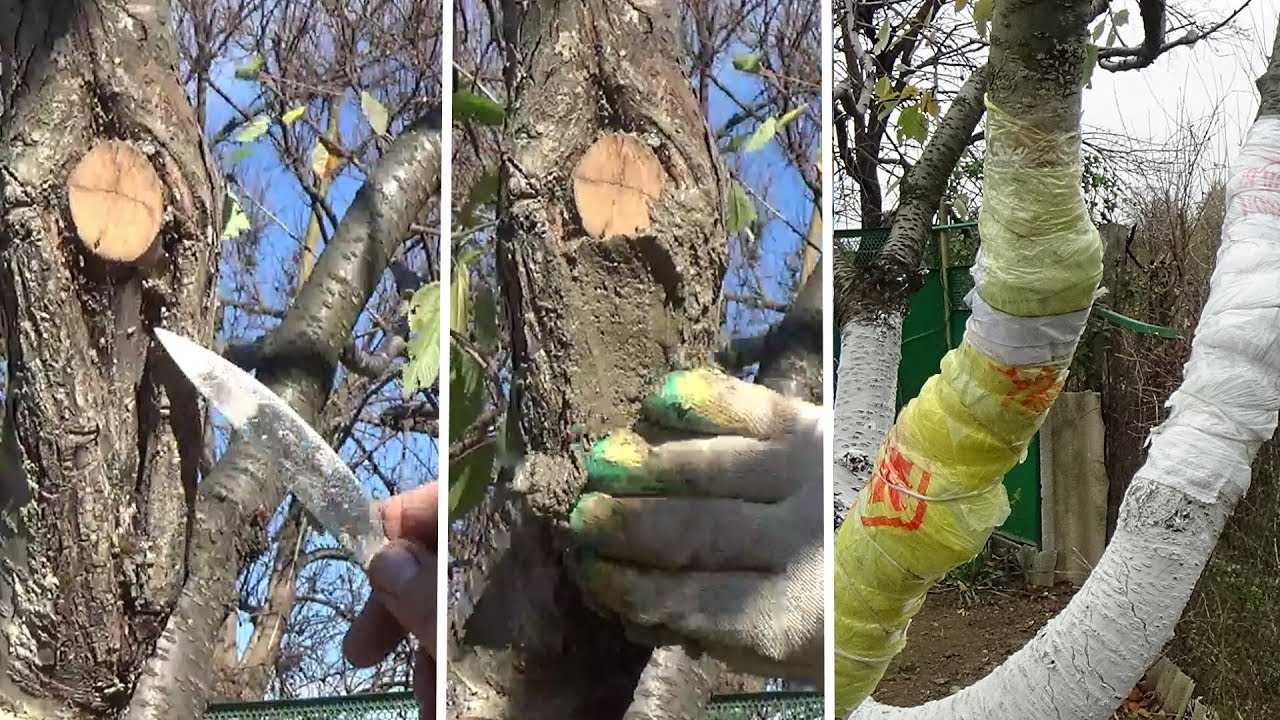 Обработка яблонь осенью от вредителей и болезней: средства
