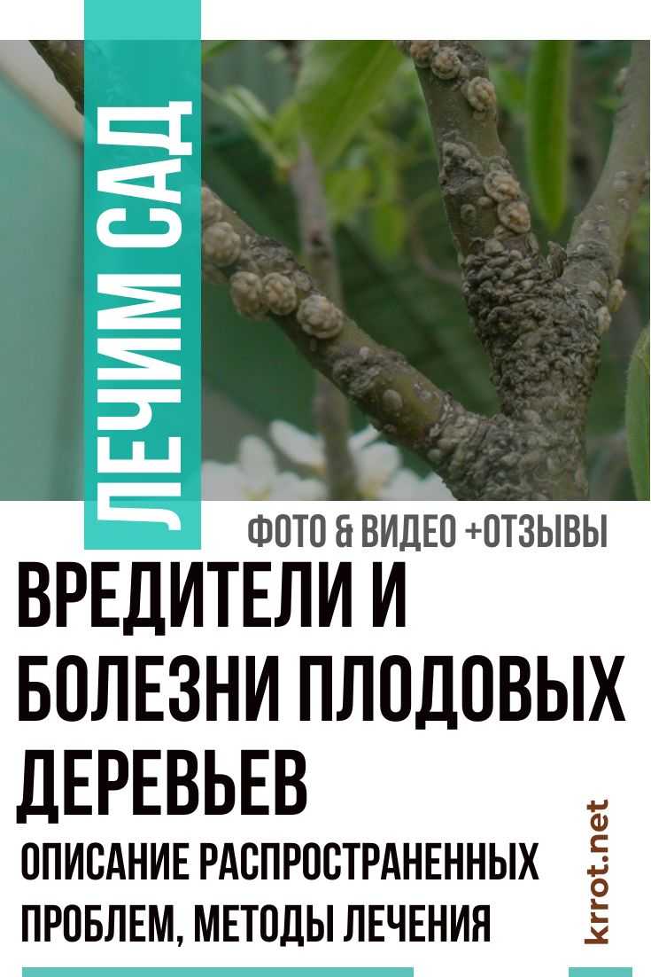 Болезни яблонь и борьба с ними: коккомикоз, цитоспороз, грибковые заболевания