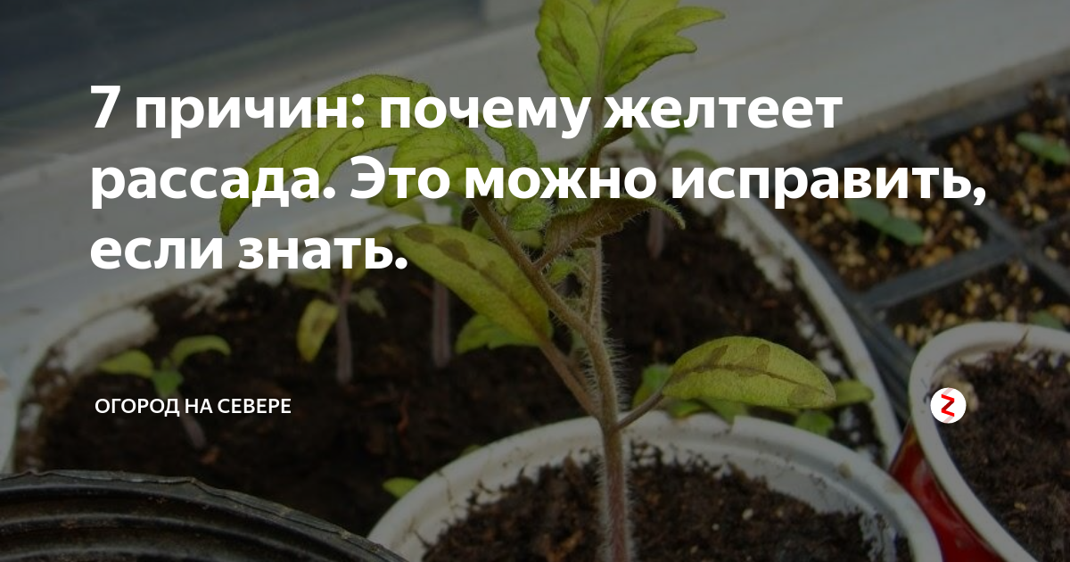 Нолина (бокарнея)