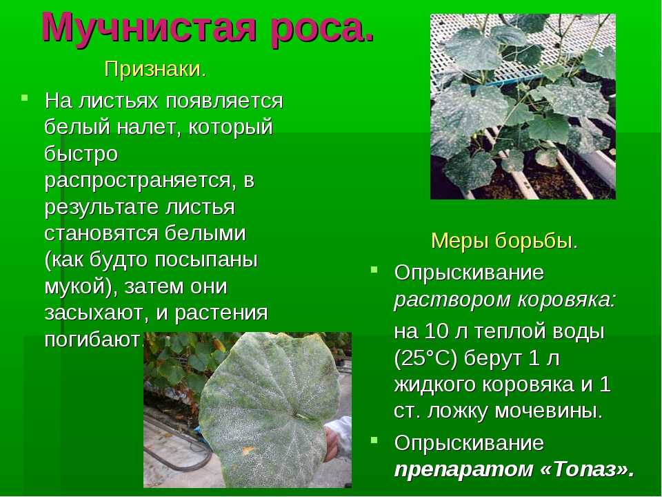 Мучнистая роса - меры борьбы