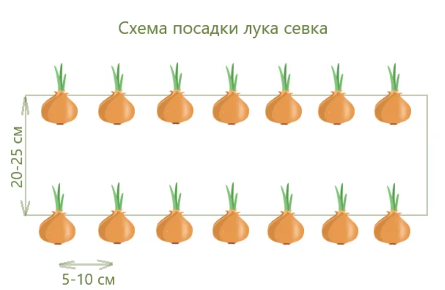Как посадить лук севок правильно. советуют профессионалы