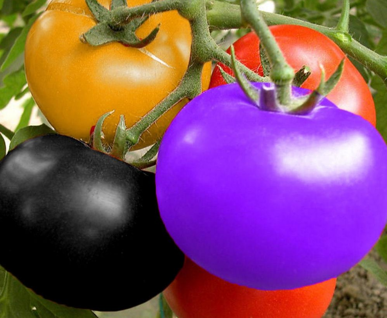 Редкие сорта томатов | tomatland.ru