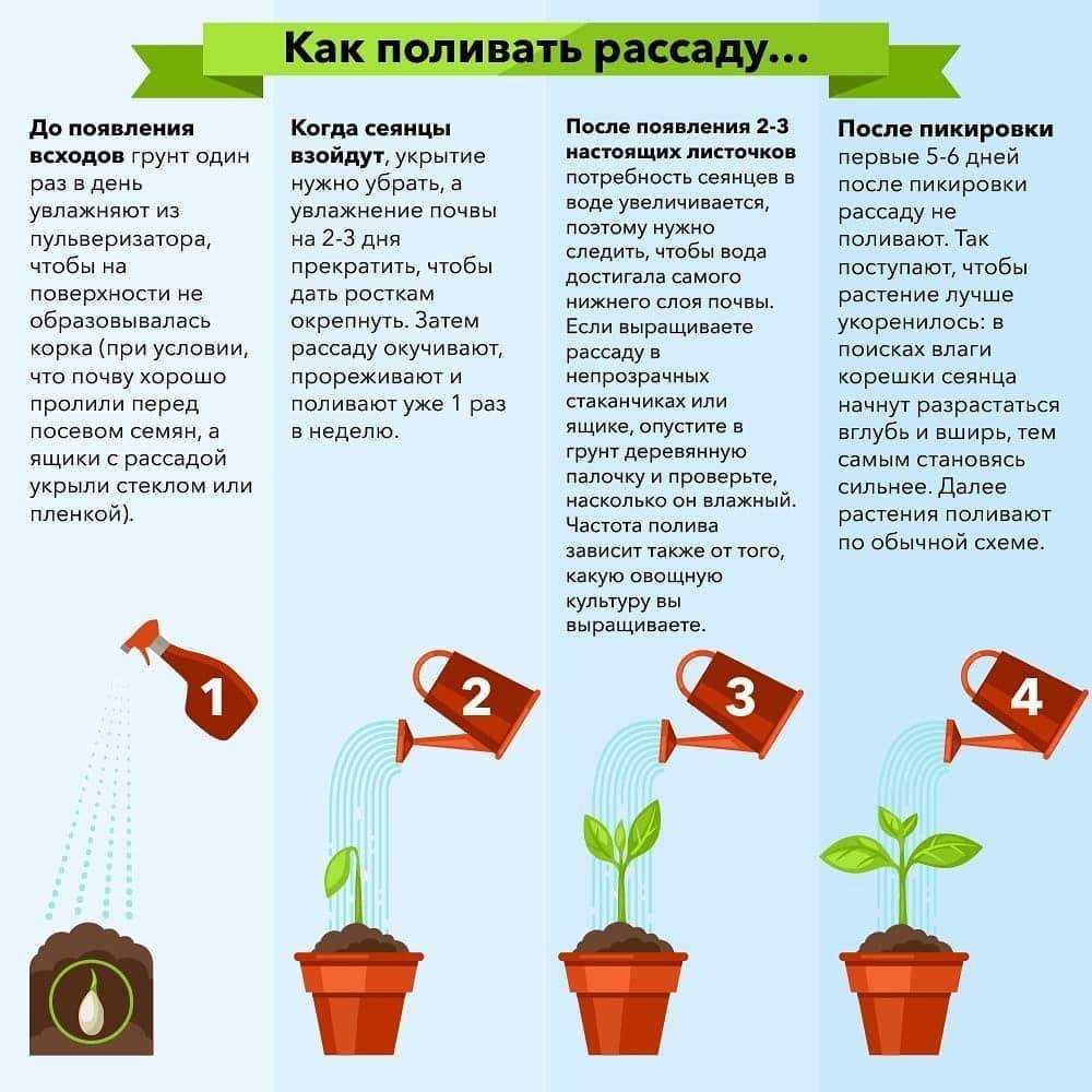 Правильный полив комнатных растений | flowery-blog