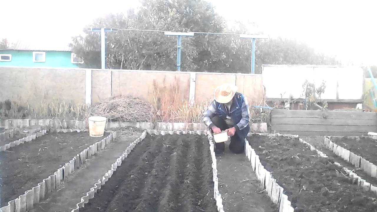 Лук сеттон посадка и уход