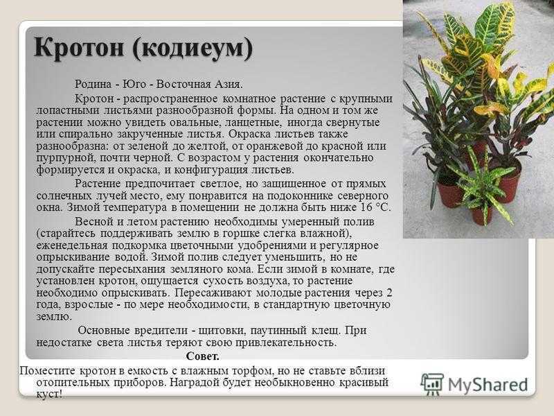 Кротон (кодиеум): виды, выращивание и уход в домашних условиях