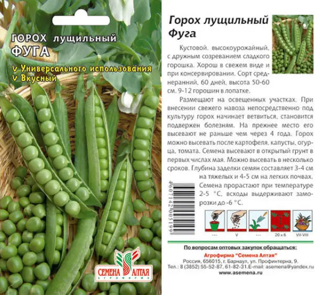 О горохе Преладо описание сорта отзывы фото характеристика достоинства и недостатки особенности выращивания