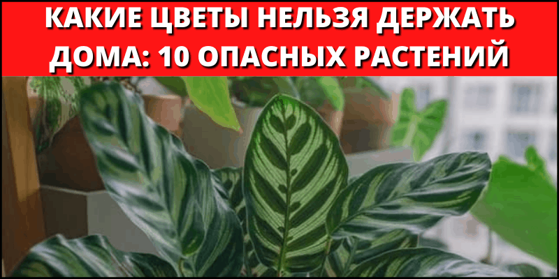 ᐉ вся правда о мужегонах среди комнатных цветов - roza-zanoza