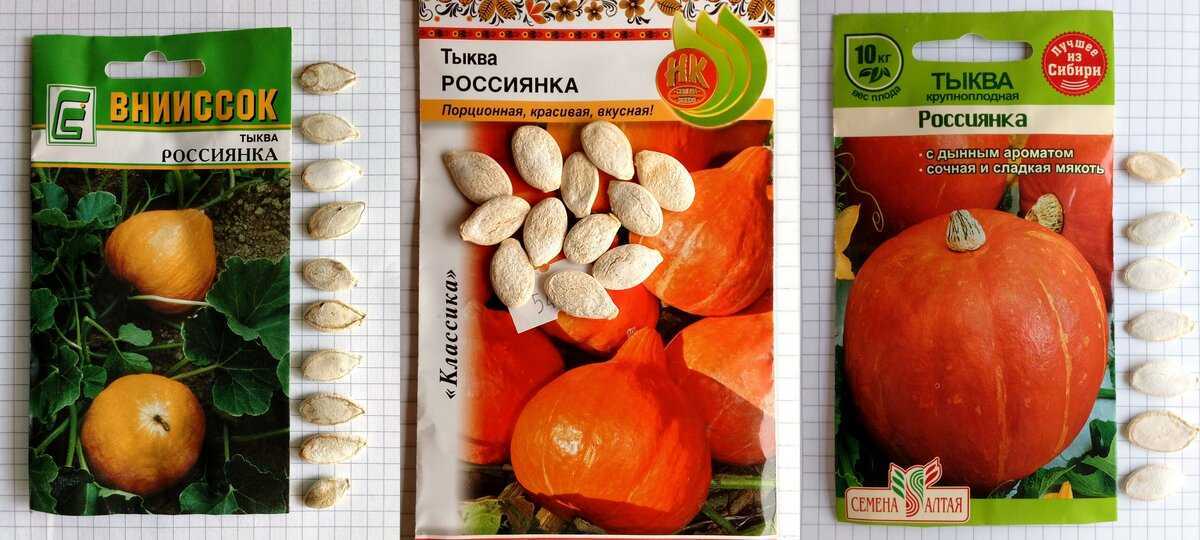 Тыква россиянка: характеристика и описание сорта, отзывы тех, кто его выращивал, секреты получения богатого урожая