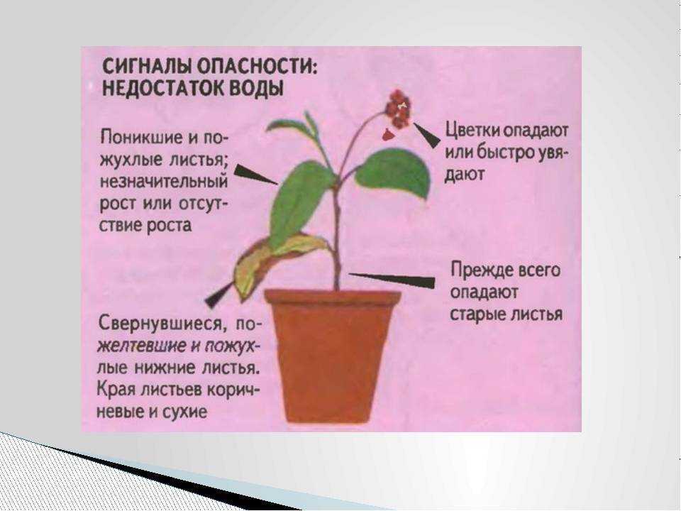 Жизнь с цветами: как правильно ухаживать за комнатными растениями