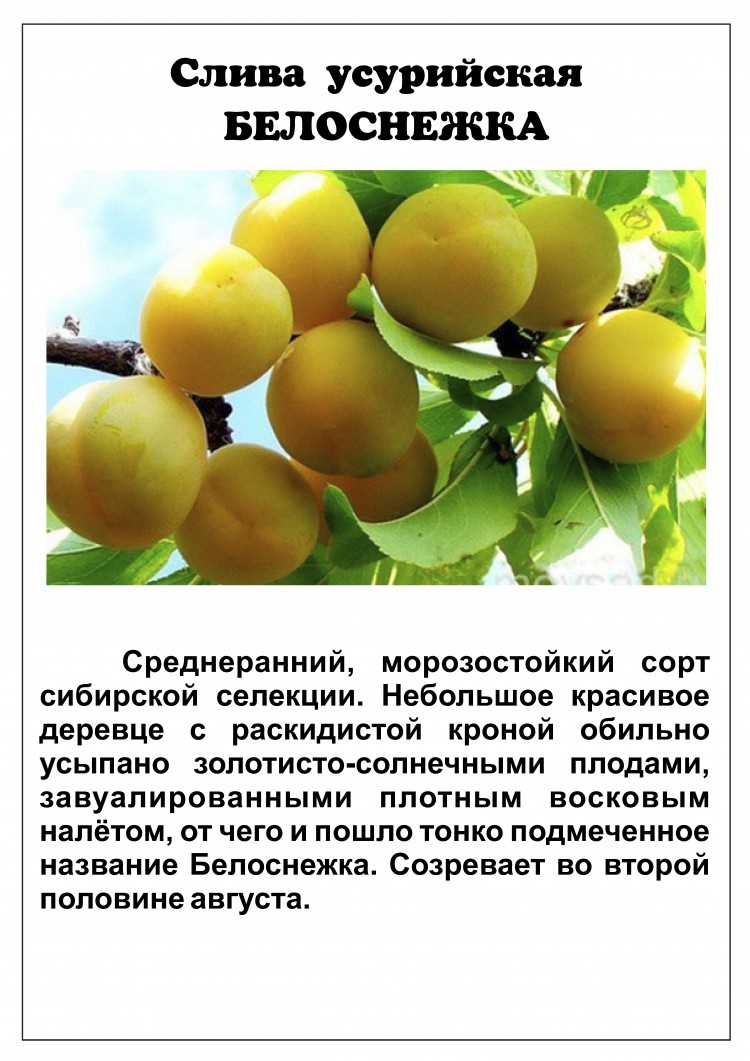 Слива для сибири: описание лучших самоплодных сортов, фото