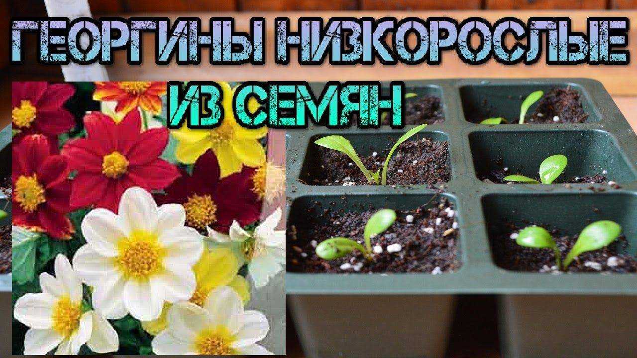 Георгины в горшке: посадка и уход в домашних условиях