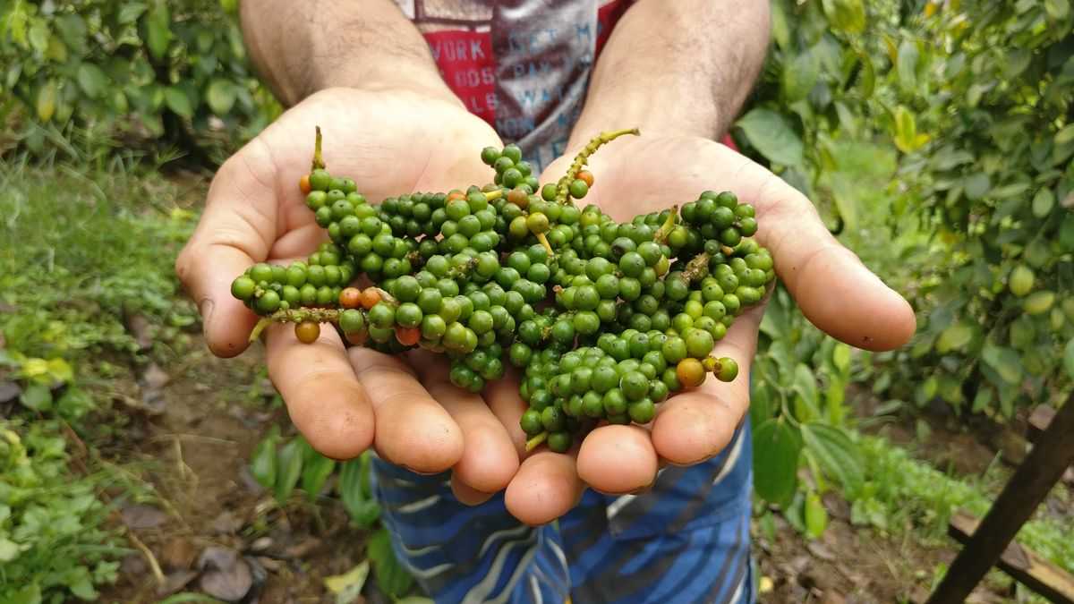 Как вырастить черный перец самостоятельно в домашних условиях