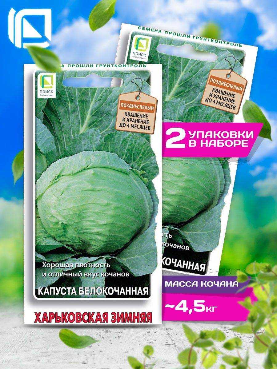 Капуста харьковская зимняя: характеристика и описание позднеспелого сорта с фото