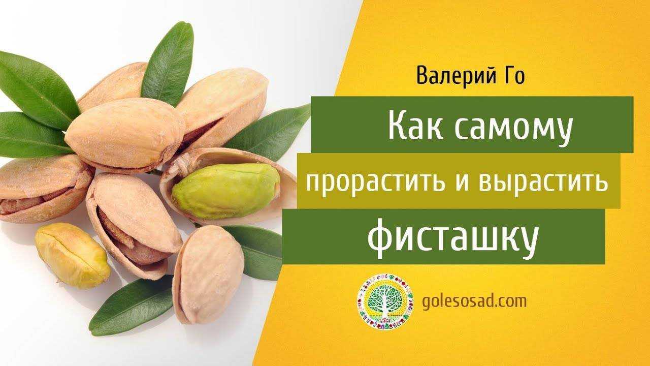 Где и как растут фисташки? особенности фисташек