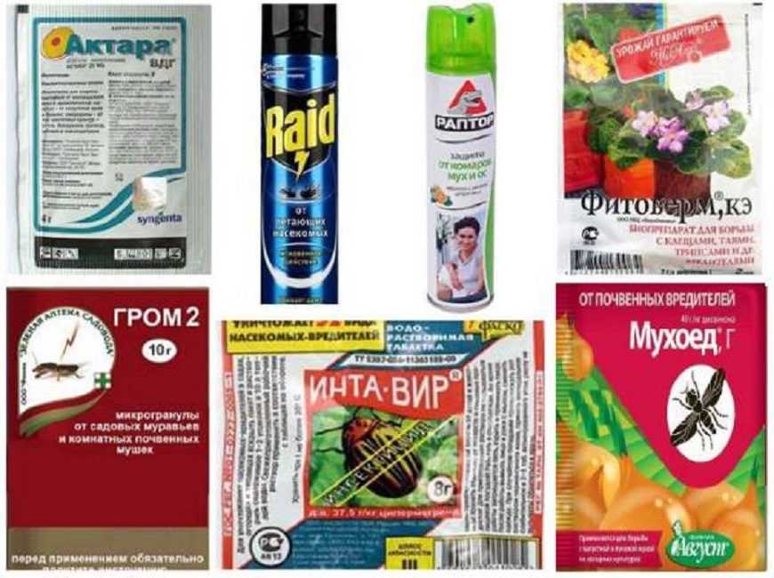 Как избавиться от цветочной мошки в горшках и на комнатных цветах