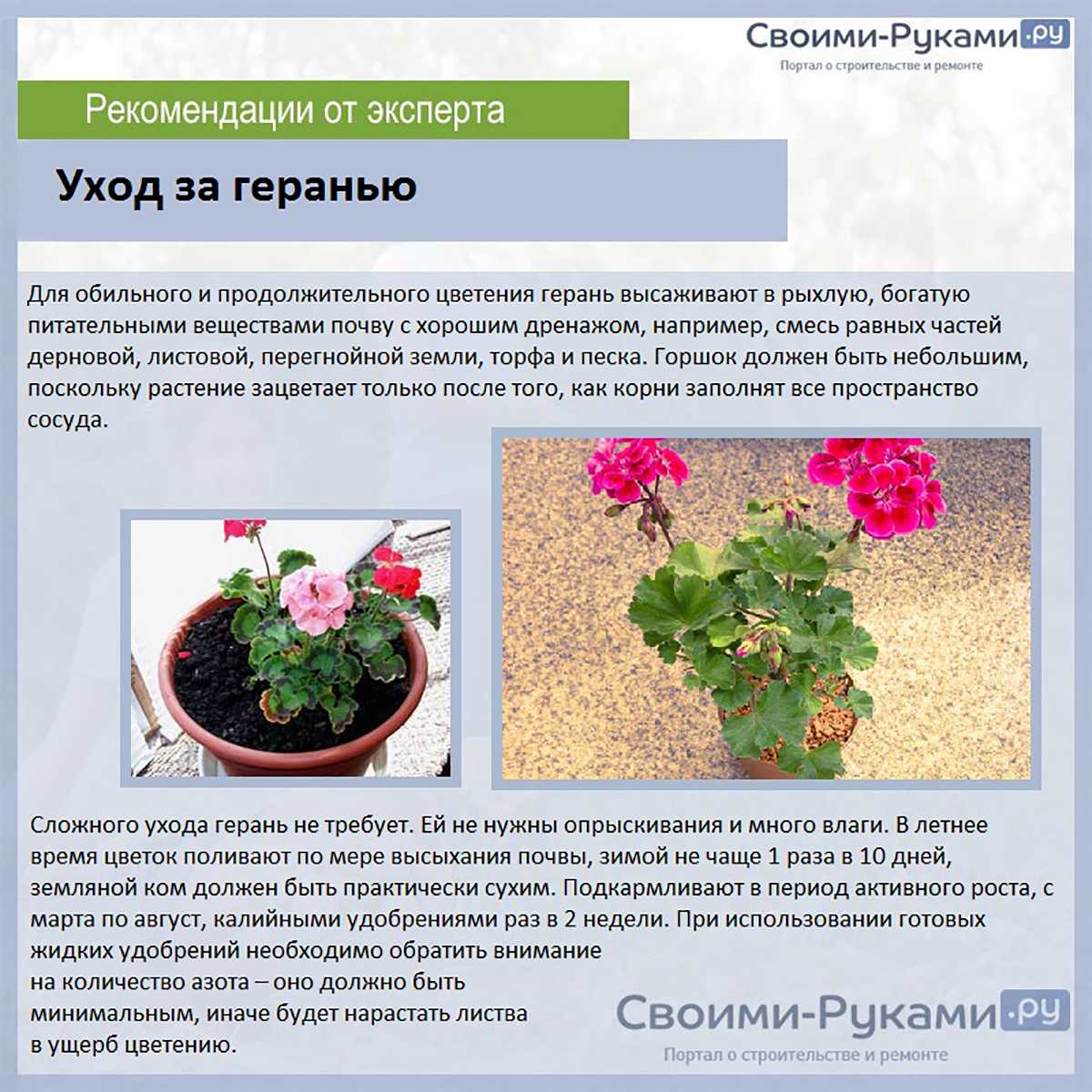 Правила зимовки пеларгонии на подоконнике и в подвале
